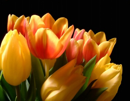 Yellow and Varigate Tulips