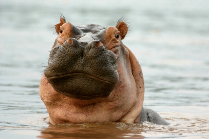 Hippo Stare