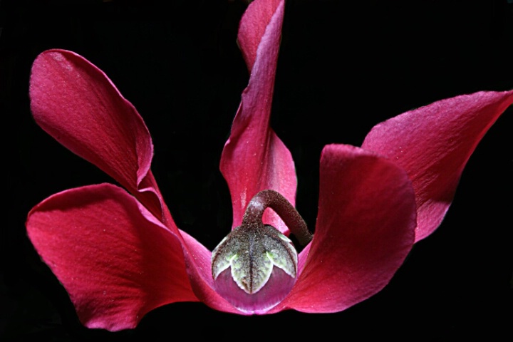 Cyclamen