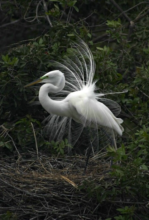 Breeding Plumage