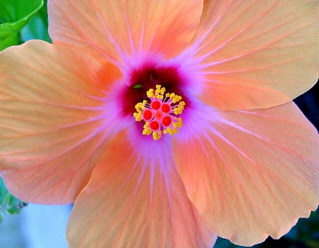 hi flower