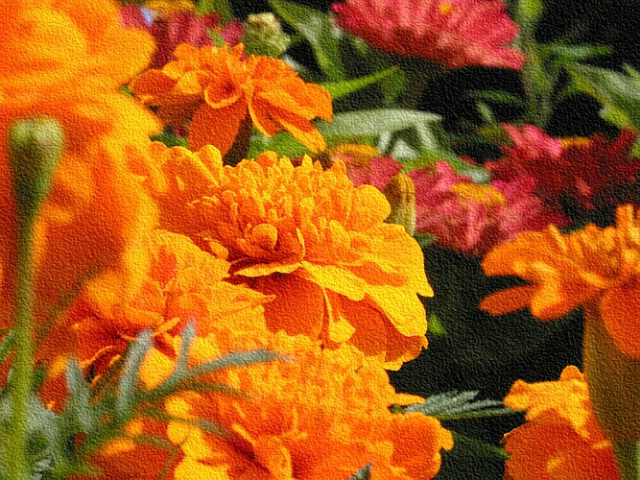 Marigolds and Zinnias