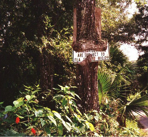 Sign-eating Tree