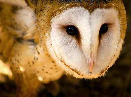 Barn Owl