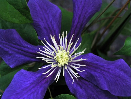 Clematis