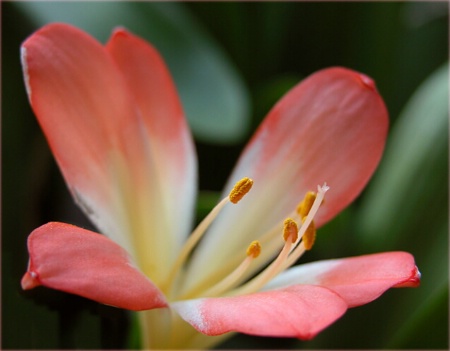 Clivia