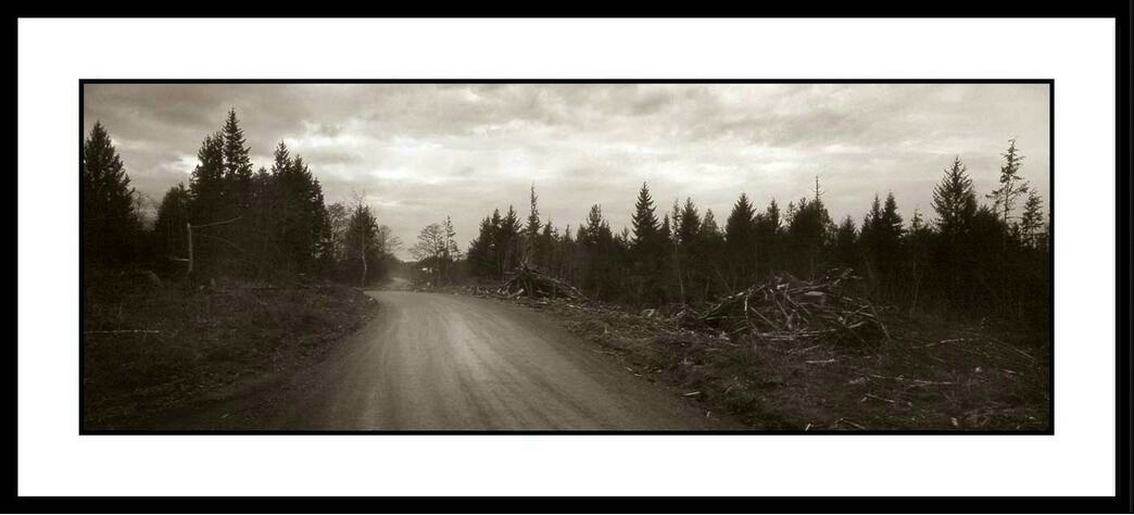 Logging Road Pano