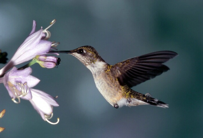 Ruby Throated Hummingbird