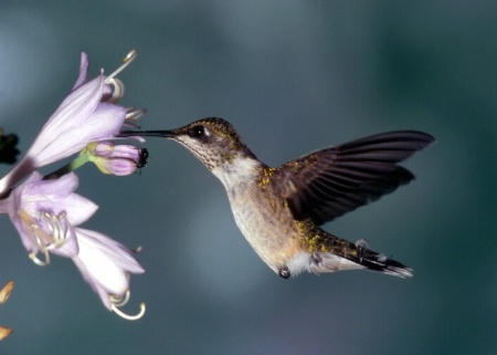 Ruby Throated Hummingbird