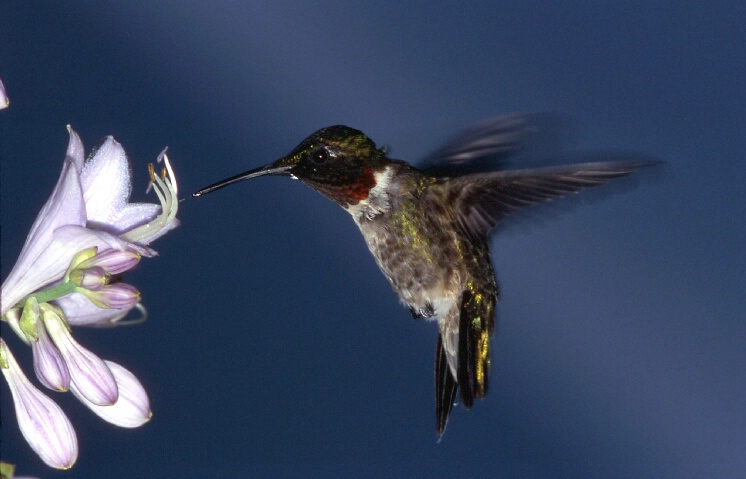 Ruby Throated Hummingbird