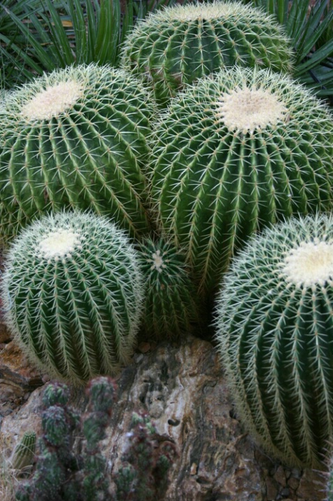 Cacti Family - ID: 320448 © Robert Hambley