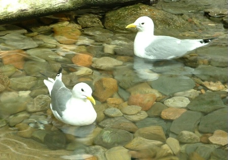 Pretty Seagulls