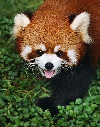 Red Panda...panting