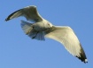 Gull on the Wing