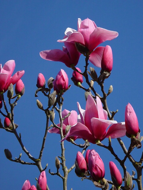 magnolia morning