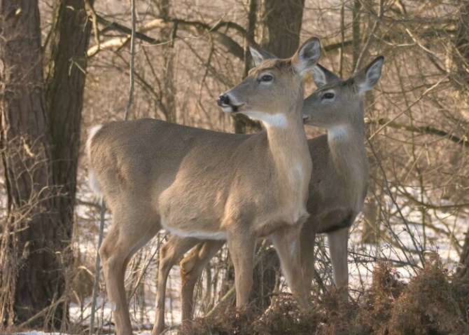 Deer Look Left - ID: 322246 © Robert Hambley