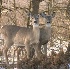 © Robert Hambley PhotoID # 322248: Deer Looking x2