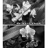 2Orchid difference - ID: 322352 © Rhonda Maurer