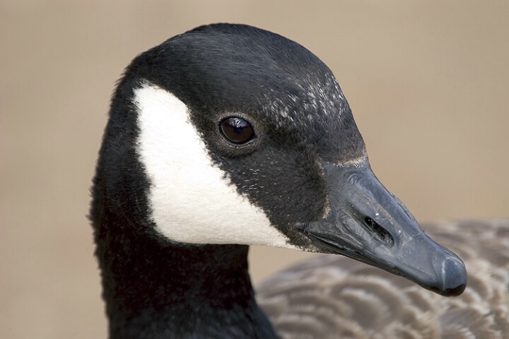 Portrait of a Goose
