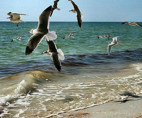 Seagulls Soaring