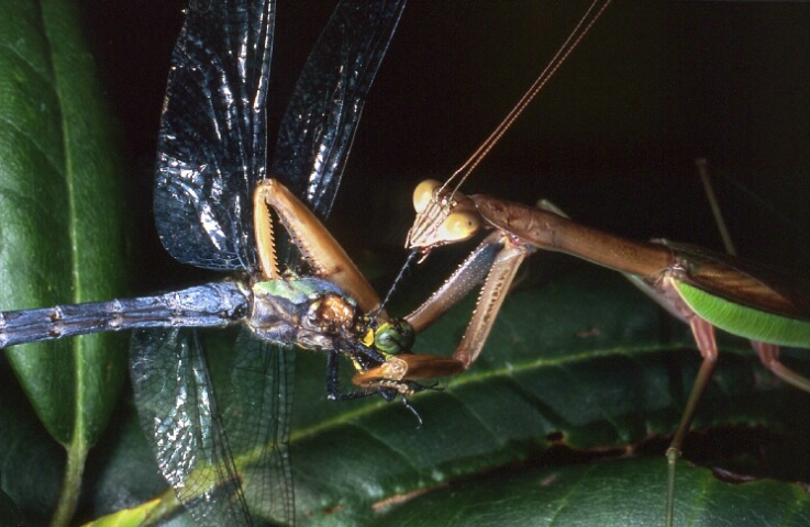 Preying Mantis Feeding