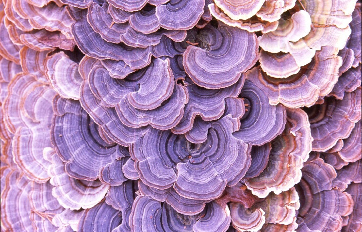 Viotet Toothed Polypore