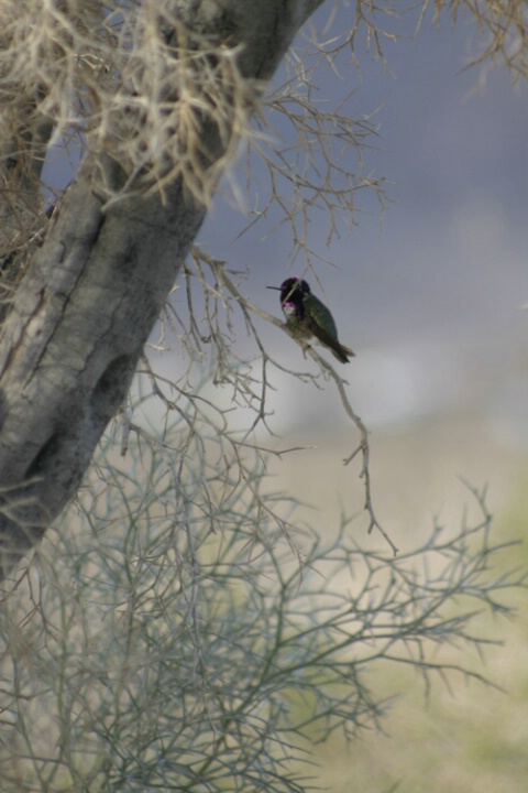 Anna's Hummingbird