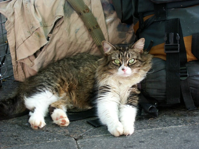 Homeless Cat