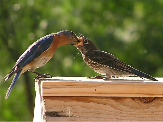 Eastern Bluebirds - Papa feeds fledgling