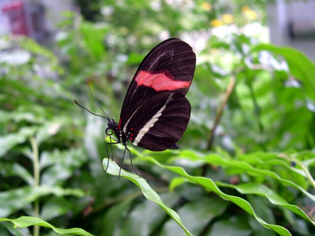 Pretty Butterfly
