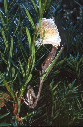Preying Mantis Laying Egg Case
