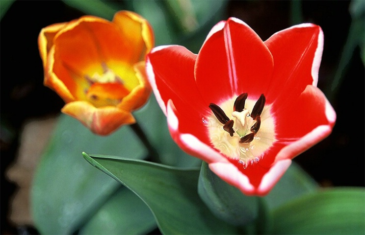 Variegated Red Tulip