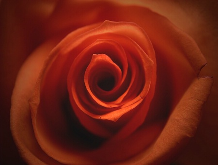 The Photo Contest 2nd Place Winner - The Rose