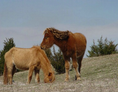 Wild Ponies..Carrot Island, NC