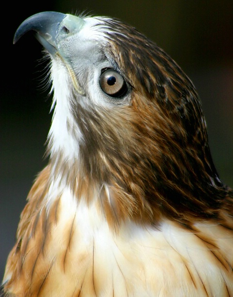 Hawk Profile #4