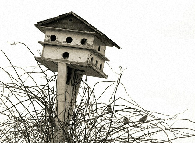 The Bird House