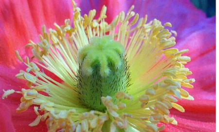 Iceland Poppy Detail