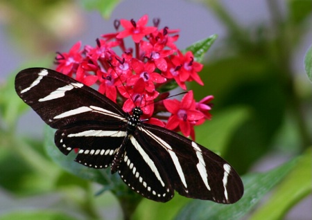 Zebra Longwing