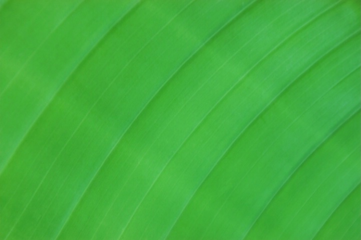 Hawaiian Leaf