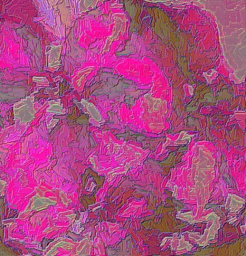 Pink Poinsettia