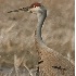 © Robert Hambley PhotoID # 329339: Sandhill Crane