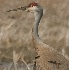 © Robert Hambley PhotoID # 329339: Sandhill Crane