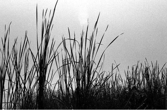reeds on river bank
