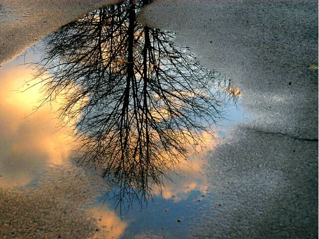 Puddle Reflection