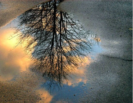 Puddle Reflection