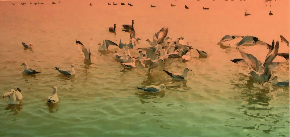 Seagulls in the lake