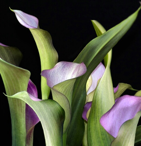 RESUBMITTED  - Calla Lillies