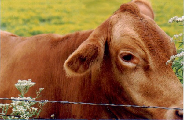 Cow Closeup