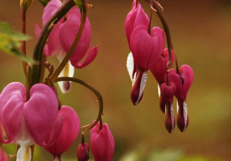 Bleeding Hearts