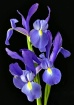 Three Iris